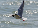 Black-headed Gull – Mewa Śmieszka